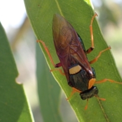 Perga sp. (genus) at Murrumbateman, NSW - 20 Feb 2024