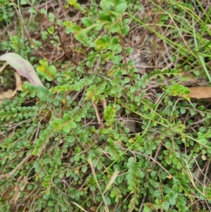 Bossiaea buxifolia at Stirling Park - 20 Feb 2024 12:05 PM