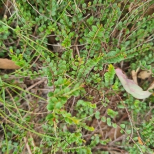 Bossiaea buxifolia at Stirling Park - 20 Feb 2024