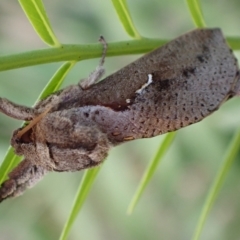 Elhamma australasiae (A Swift or Ghost moth (Hepialidae)) at Murrumbateman, NSW - 20 Feb 2024 by SimoneC