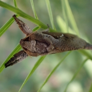 Elhamma australasiae at Murrumbateman, NSW - 20 Feb 2024