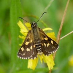 Hesperilla munionga (Alpine Sedge-Skipper) at Tallaganda State Forest - 20 Feb 2024 by DPRees125