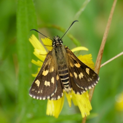 Hesperilla munionga (Alpine Sedge-Skipper) at Farringdon, NSW - 20 Feb 2024 by DPRees125