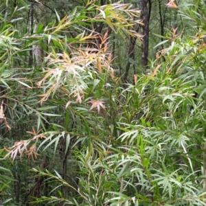 Callistemon salignus at Moollattoo, NSW - 19 Feb 2024