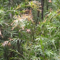 Callistemon salignus (Willow Bottlebrush) at Moollattoo, NSW - 19 Feb 2024 by plants