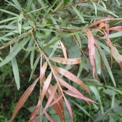 Callistemon salignus at Moollattoo, NSW - 19 Feb 2024 11:50 AM