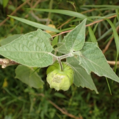 Physalis peruviana (Cape Gooseberry) at Moollattoo, NSW - 19 Feb 2024 by plants