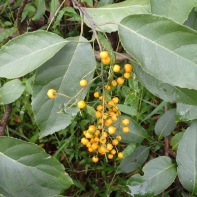 Ehretia acuminata var. acuminata (Koda) at Moollattoo, NSW - 19 Feb 2024 by plants