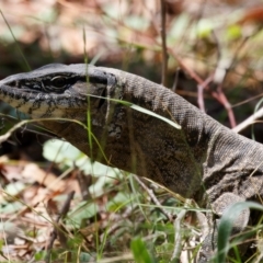 Varanus rosenbergi (Heath or Rosenberg's Monitor) at Michelago, NSW - 19 Feb 2024 by Illilanga