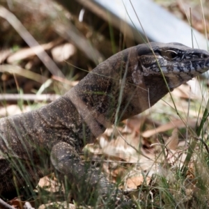 Varanus rosenbergi at Illilanga & Baroona - suppressed