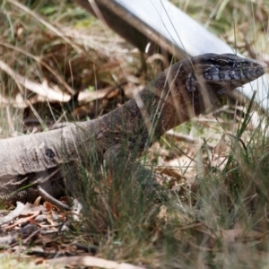 Varanus rosenbergi at Illilanga & Baroona - 19 Feb 2024