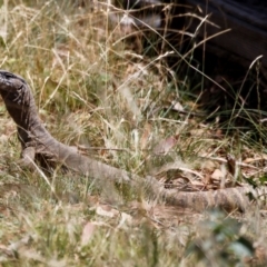 Varanus rosenbergi at Illilanga & Baroona - suppressed