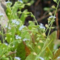 Myosotis laxa subsp. caespitosa (Water Forget-me-not) at Gordon Pond - 20 Feb 2024 by RodDeb