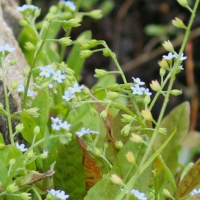 Myosotis laxa subsp. caespitosa (Water Forget-me-not) at Gordon, ACT - 20 Feb 2024 by RodDeb