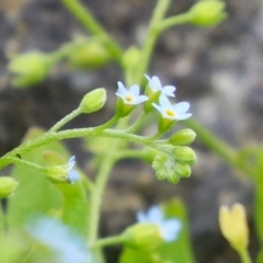 Myosotis laxa subsp. caespitosa at Gordon Pond - 20 Feb 2024 01:05 PM