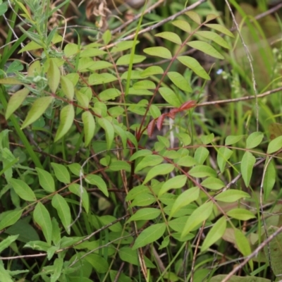 Pistacia chinensis (Chinese Pistachio) at Gordon Pond - 20 Feb 2024 by RodDeb