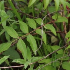 Pistacia chinensis at Gordon Pond - 20 Feb 2024 01:09 PM