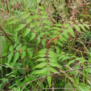 Pistacia chinensis at Gordon Pond - 20 Feb 2024 01:09 PM