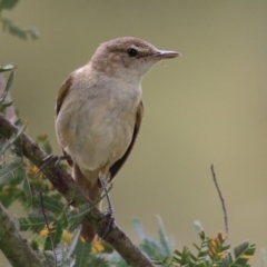 Acrocephalus australis (Australian Reed-Warbler) at Gordon Pond - 20 Feb 2024 by RodDeb