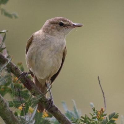 Acrocephalus australis (Australian Reed-Warbler) at Gordon Pond - 20 Feb 2024 by RodDeb