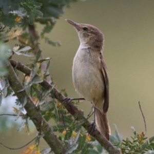 Acrocephalus australis at Gordon Pond - 20 Feb 2024 12:47 PM