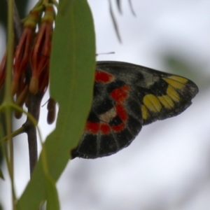 Delias harpalyce at Gordon, ACT - 20 Feb 2024 12:46 PM