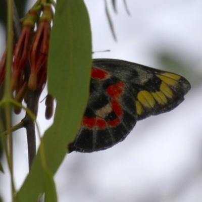 Delias harpalyce (Imperial Jezebel) at Gordon, ACT - 20 Feb 2024 by RodDeb