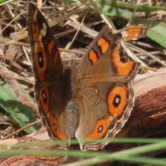 Junonia villida (Meadow Argus) at Gordon Pond - 20 Feb 2024 by RodDeb