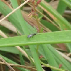 Unidentified Insect at Gordon Pond - 20 Feb 2024 by RodDeb