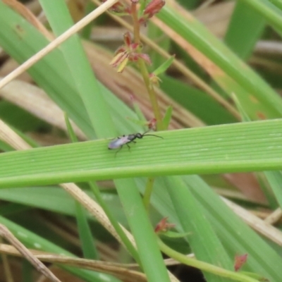 Apocrita (suborder) at Gordon Pond - 20 Feb 2024 by RodDeb