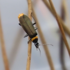 Chauliognathus lugubris at Gordon Pond - 20 Feb 2024 12:34 PM