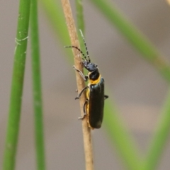 Chauliognathus lugubris at Gordon Pond - 20 Feb 2024