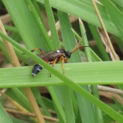 Ichneumon promissorius (Banded caterpillar parasite wasp) at Gordon, ACT - 20 Feb 2024 by RodDeb