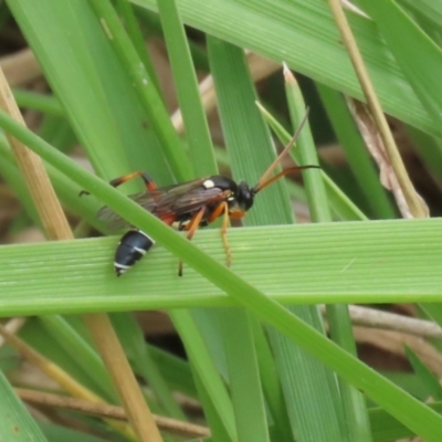 Ichneumon promissorius (Banded caterpillar parasite wasp) at Gordon Pond - 20 Feb 2024 by RodDeb