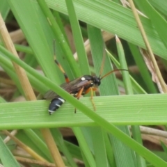 Ichneumon promissorius at Gordon Pond - 20 Feb 2024 12:42 PM