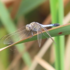 Orthetrum caledonicum (Blue Skimmer) at Gordon Pond - 20 Feb 2024 by RodDeb