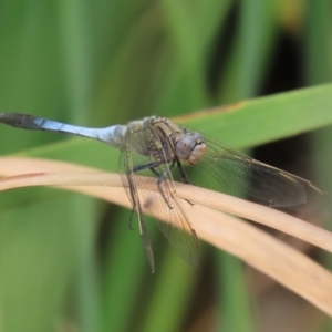 Orthetrum caledonicum at Gordon Pond - 20 Feb 2024 01:15 PM