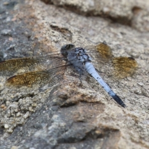 Orthetrum caledonicum at Gordon Pond - 20 Feb 2024 01:15 PM