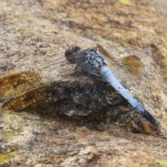 Orthetrum caledonicum at Gordon Pond - 20 Feb 2024 01:15 PM