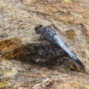 Orthetrum caledonicum at Gordon Pond - 20 Feb 2024