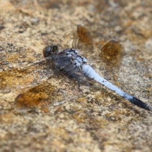 Orthetrum caledonicum at Gordon Pond - 20 Feb 2024 01:15 PM