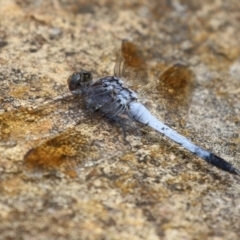 Orthetrum caledonicum at Gordon Pond - 20 Feb 2024