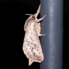 Elhamma australasiae (A Swift or Ghost moth (Hepialidae)) at Turner, ACT - 30 Jan 2024 by ConBoekel