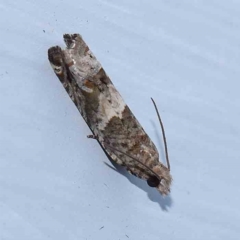 Crocidosema plebejana (Cotton Tipworm Moth) at Turner, ACT - 12 Feb 2024 by ConBoekel