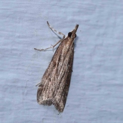 Eudonia cleodoralis (A Crambid moth) at Turner, ACT - 12 Feb 2024 by ConBoekel
