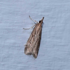 Eudonia cleodoralis at Turner, ACT - 12 Feb 2024