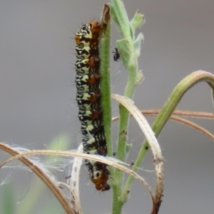 Phalaenoides tristifica at Gordon Pond - 20 Feb 2024