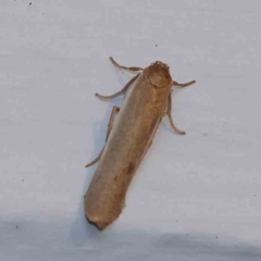 Scoliacma nana (Diminutive Footman) at Turner, ACT - 11 Feb 2024 by ConBoekel