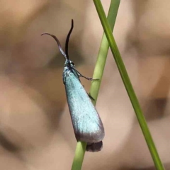Unidentified Other moth at Black Mountain NR (BMS) - 10 Feb 2024 by ConBoekel