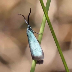 Pollanisus apicalis at Acton, ACT - 10 Feb 2024 by ConBoekel